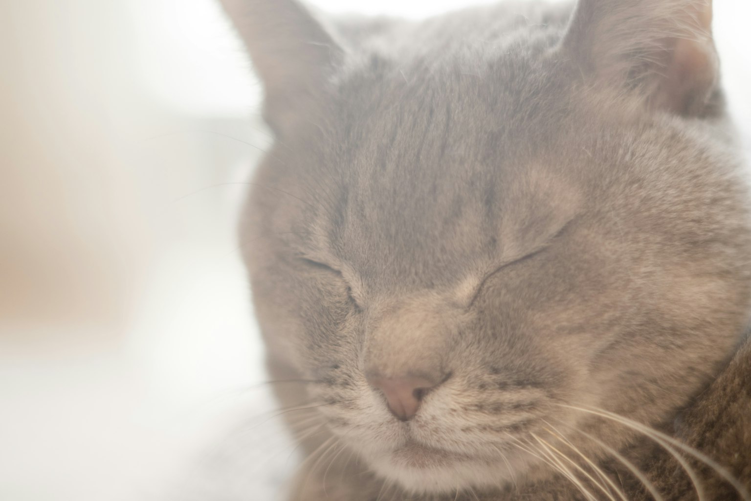 Gros plan d'un chat gris aux yeux fermés dans une lumière douce