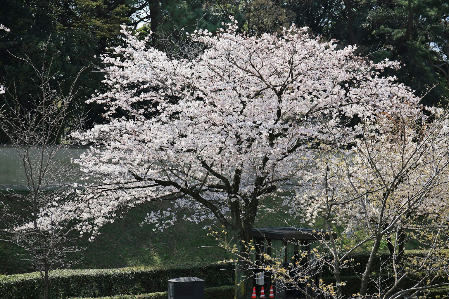 Un bell'albero in piena fioritura con fiori di ciliegio