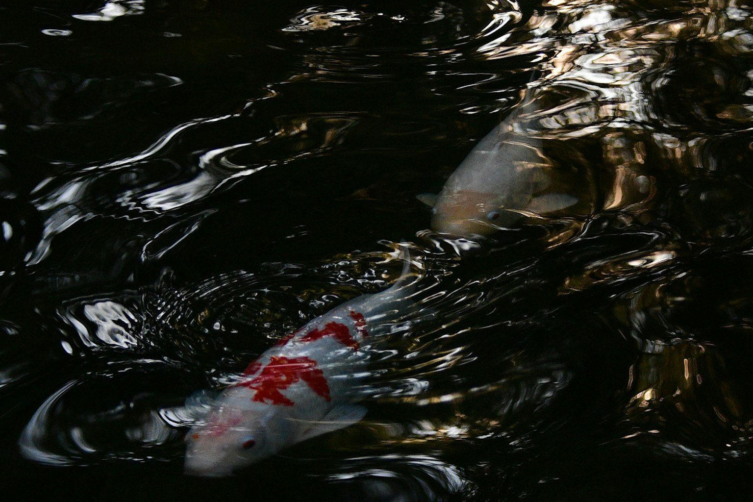 Immagine di un pesce koi che nuota sulla superficie dell'acqua con motivi rossi