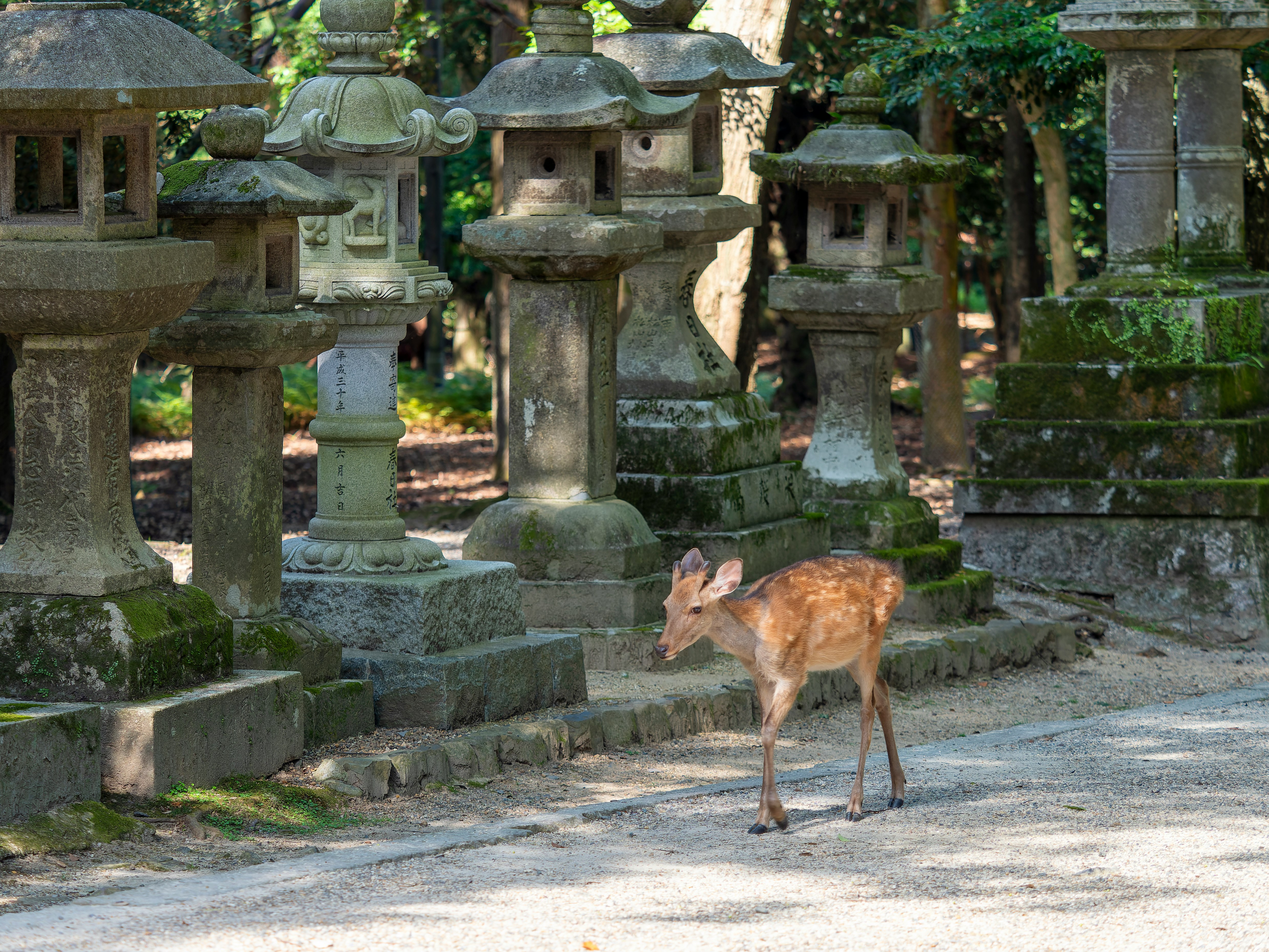石灯籠の並ぶ奈良公園の参道で鹿が歩く