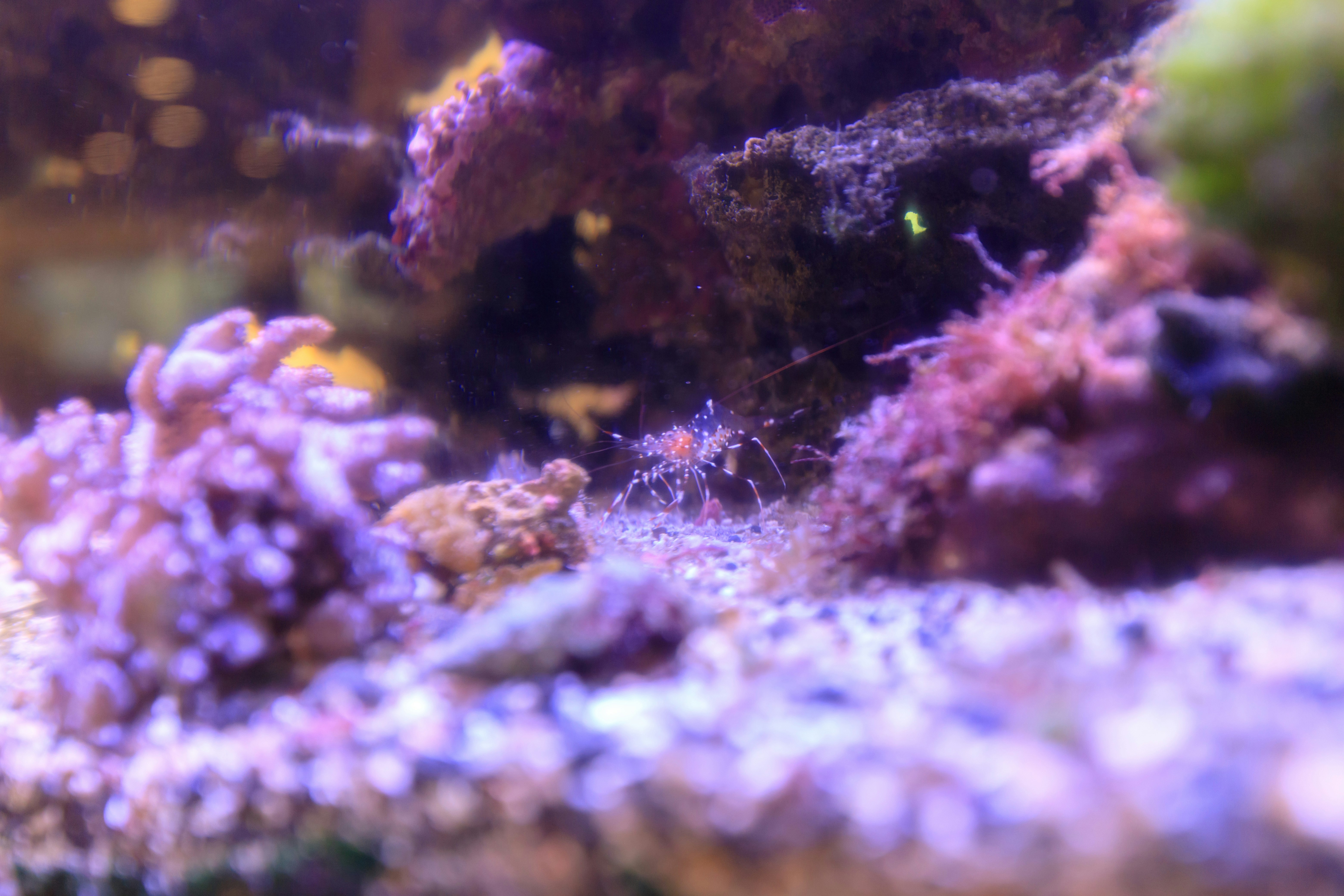 サンゴ礁のような海中の岩と微細な生物のクローズアップ