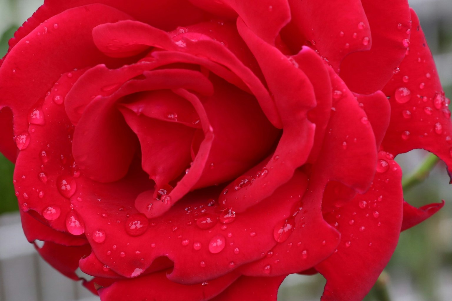 Vibrant red rose petals with droplets