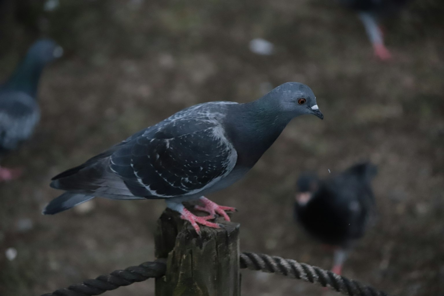 Paloma gris posada en un poste con otras palomas al fondo