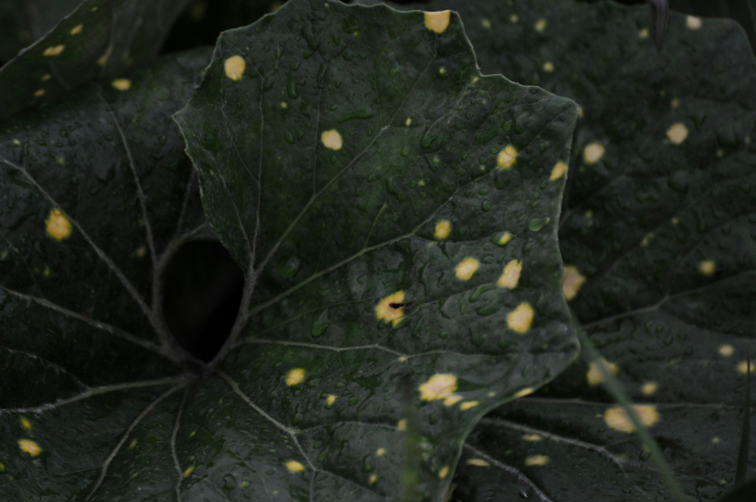 Close-up of a dark green leaf with yellow spots