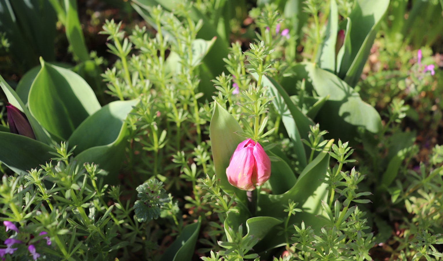 Pink tulip bud emerging among green leaves and foliage