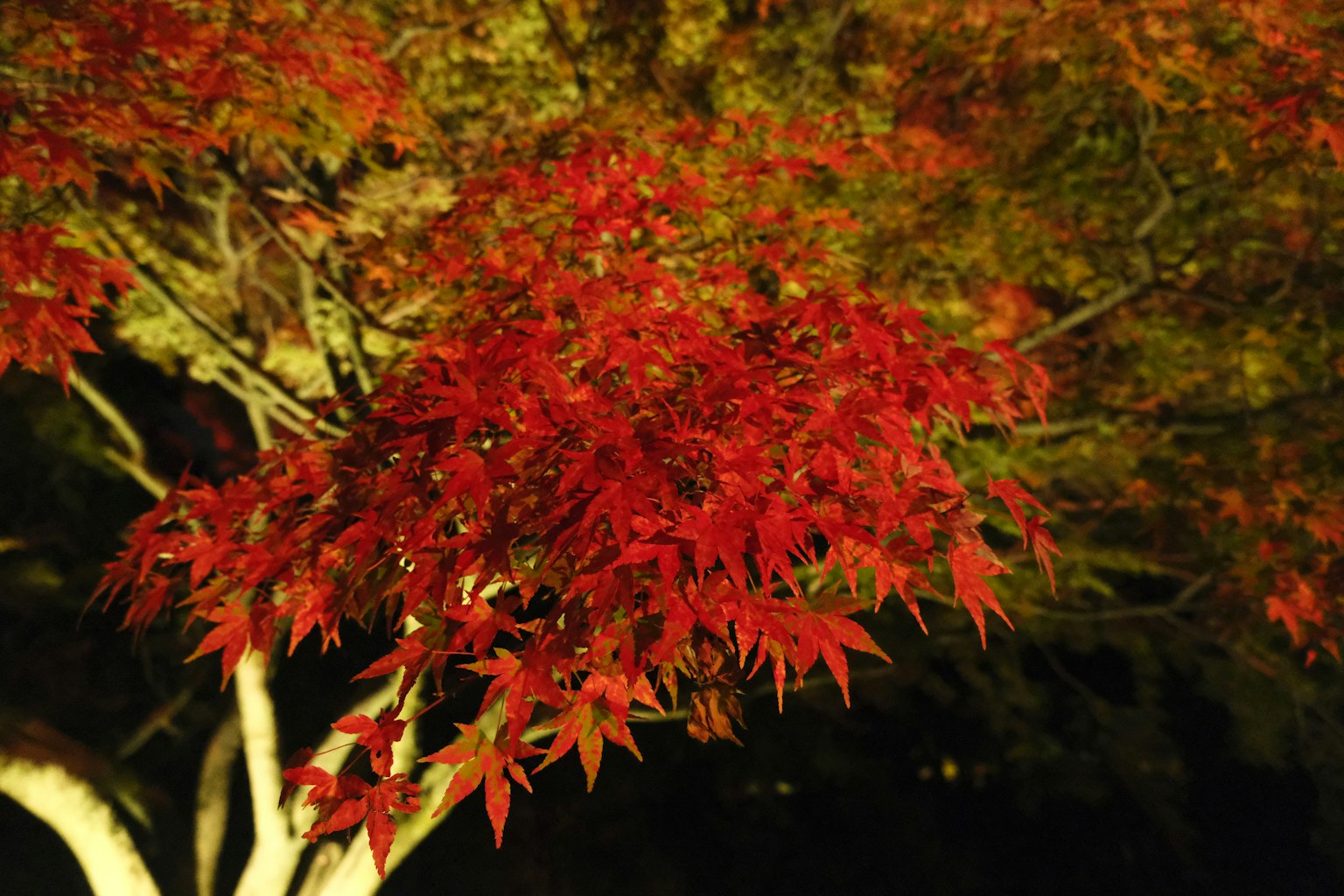 Daun maple merah cerah yang diterangi di malam hari