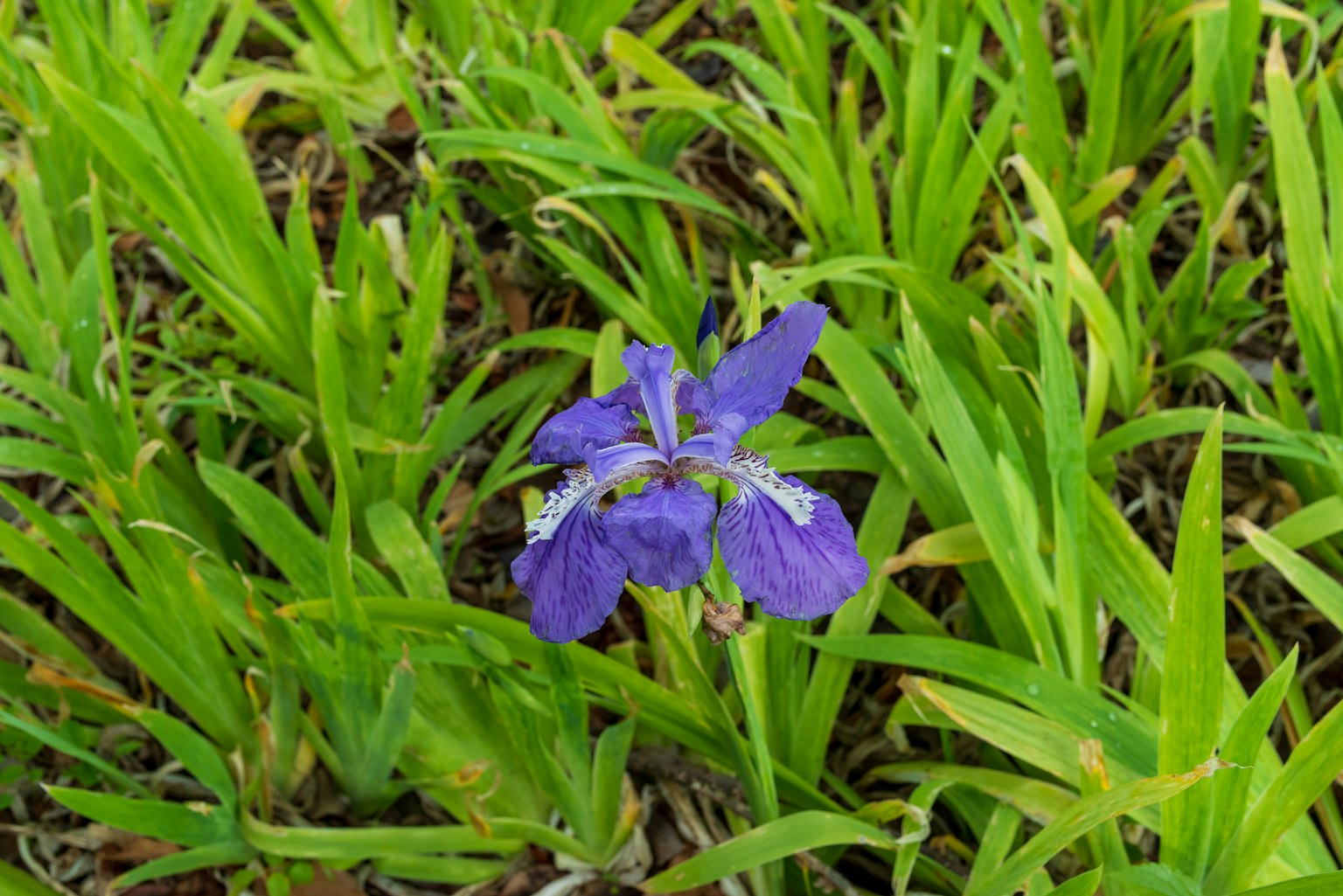 Lila Blume blüht zwischen grünem Gras