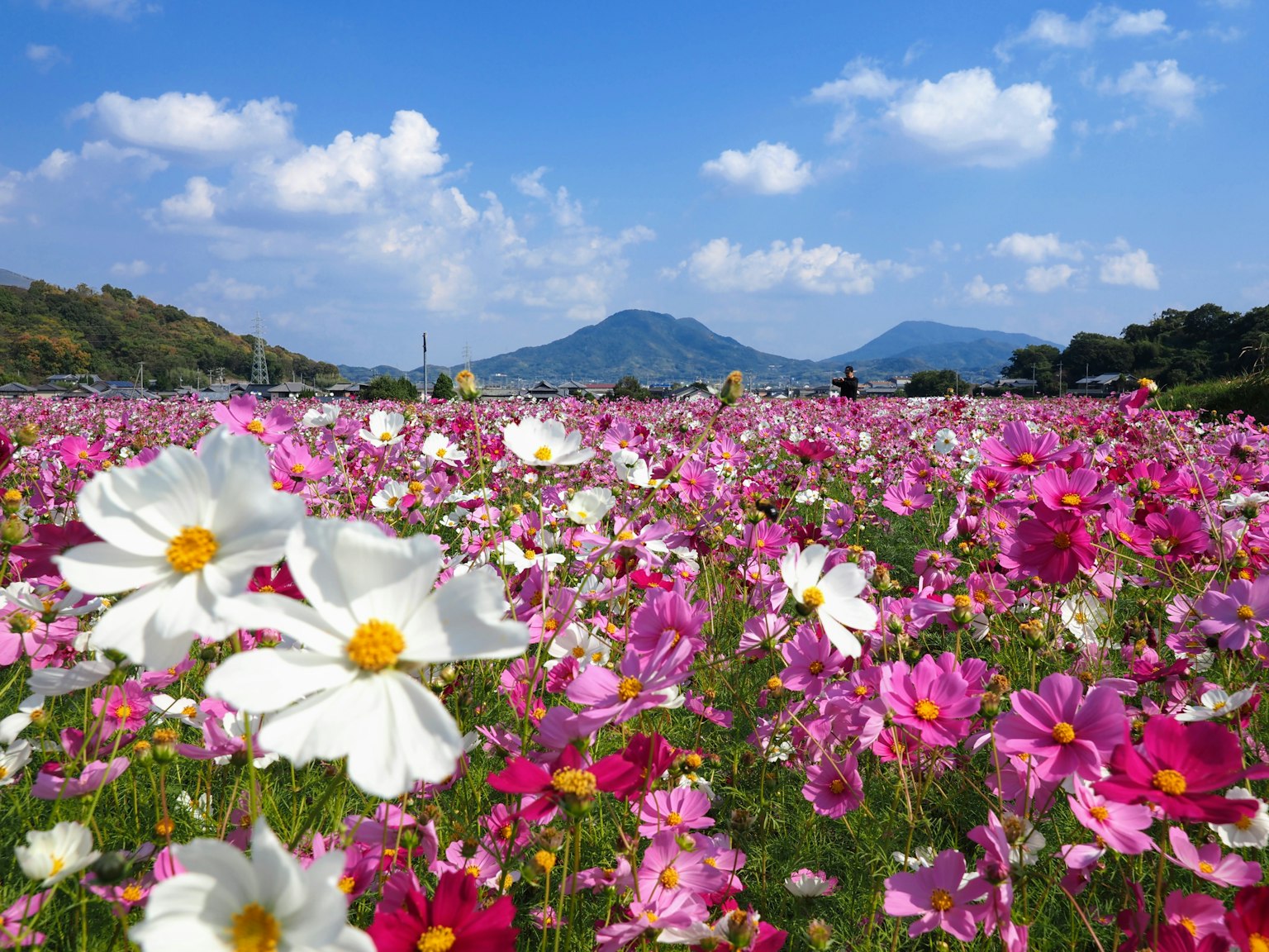 Champ de fleurs de cosmos vibrant avec des fleurs blanches et roses sous un ciel bleu