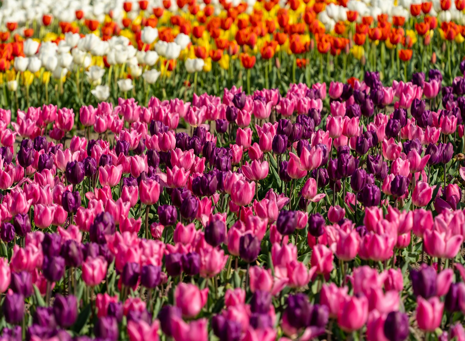 Vibrant tulip field with rows of pink, purple, white, and orange flowers