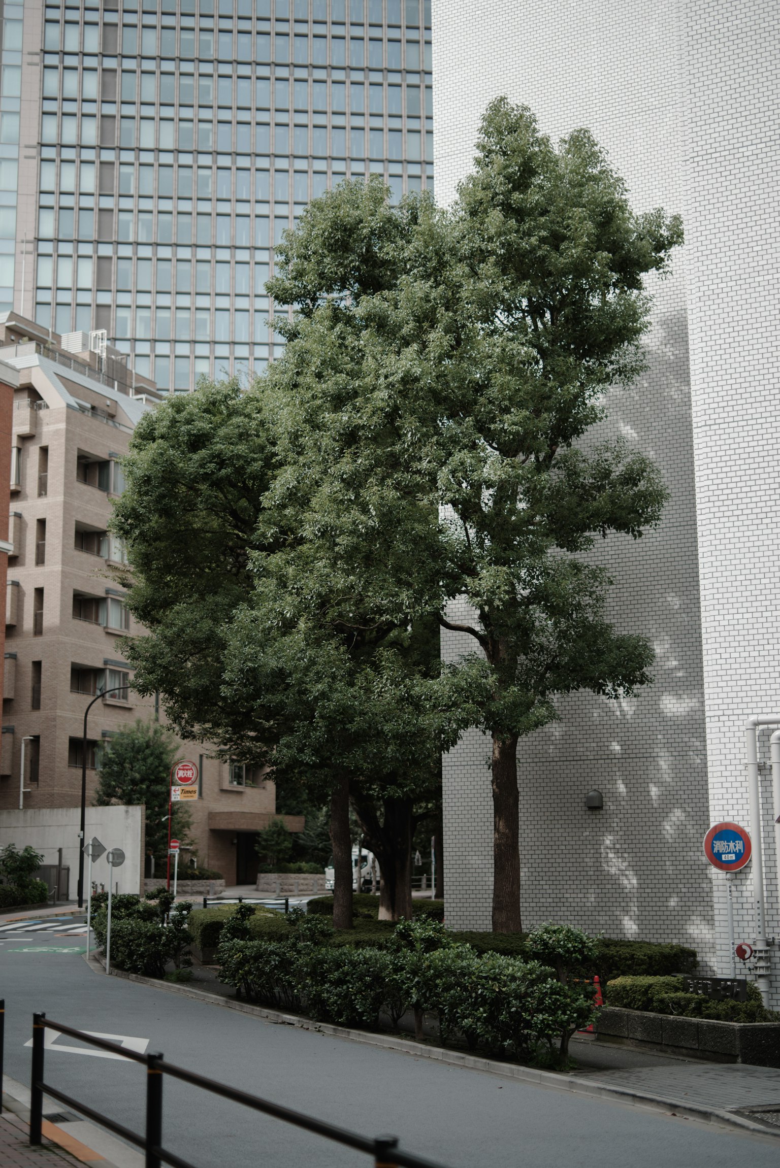 现代建筑背景下的白墙旁边郁郁葱葱的树木