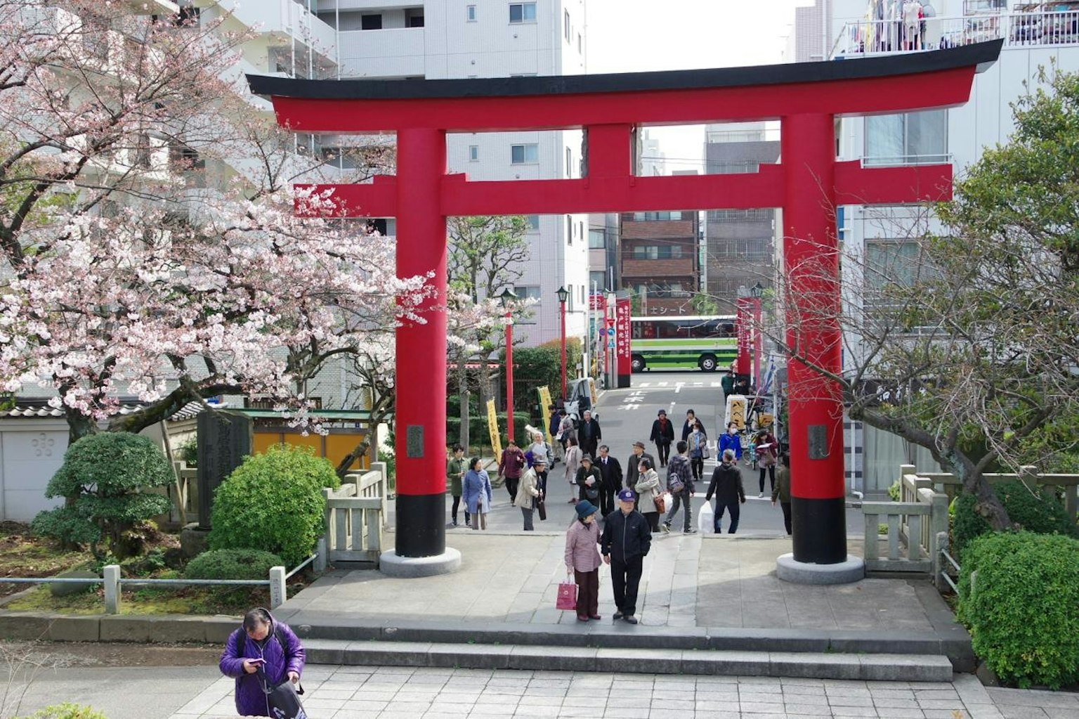 Cảnh sắc sống động với cổng torii đỏ và cây hoa anh đào