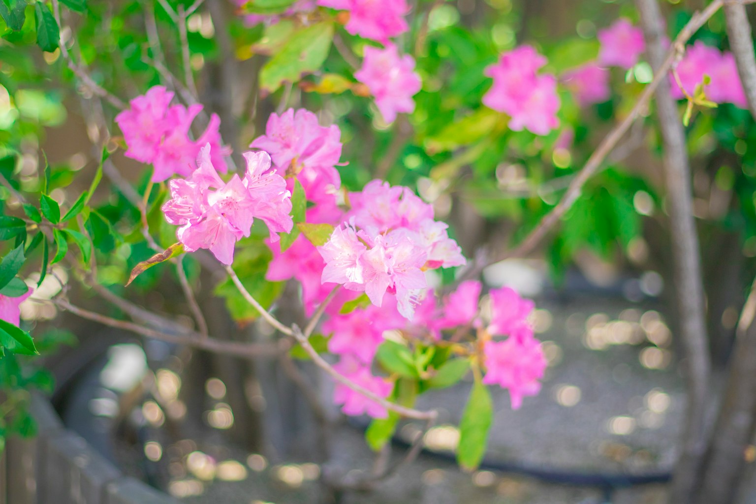 Fiori di bougainvillea rosa vivaci che fioriscono sui rami