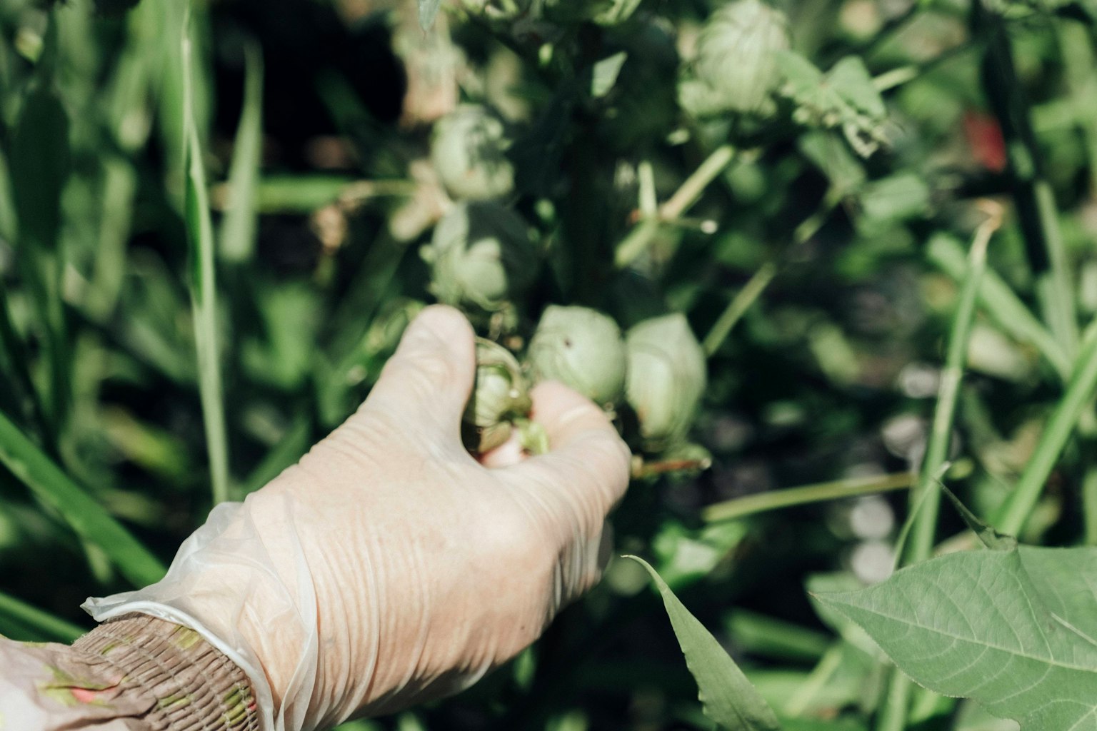 A gloved hand picking fruits from green plants