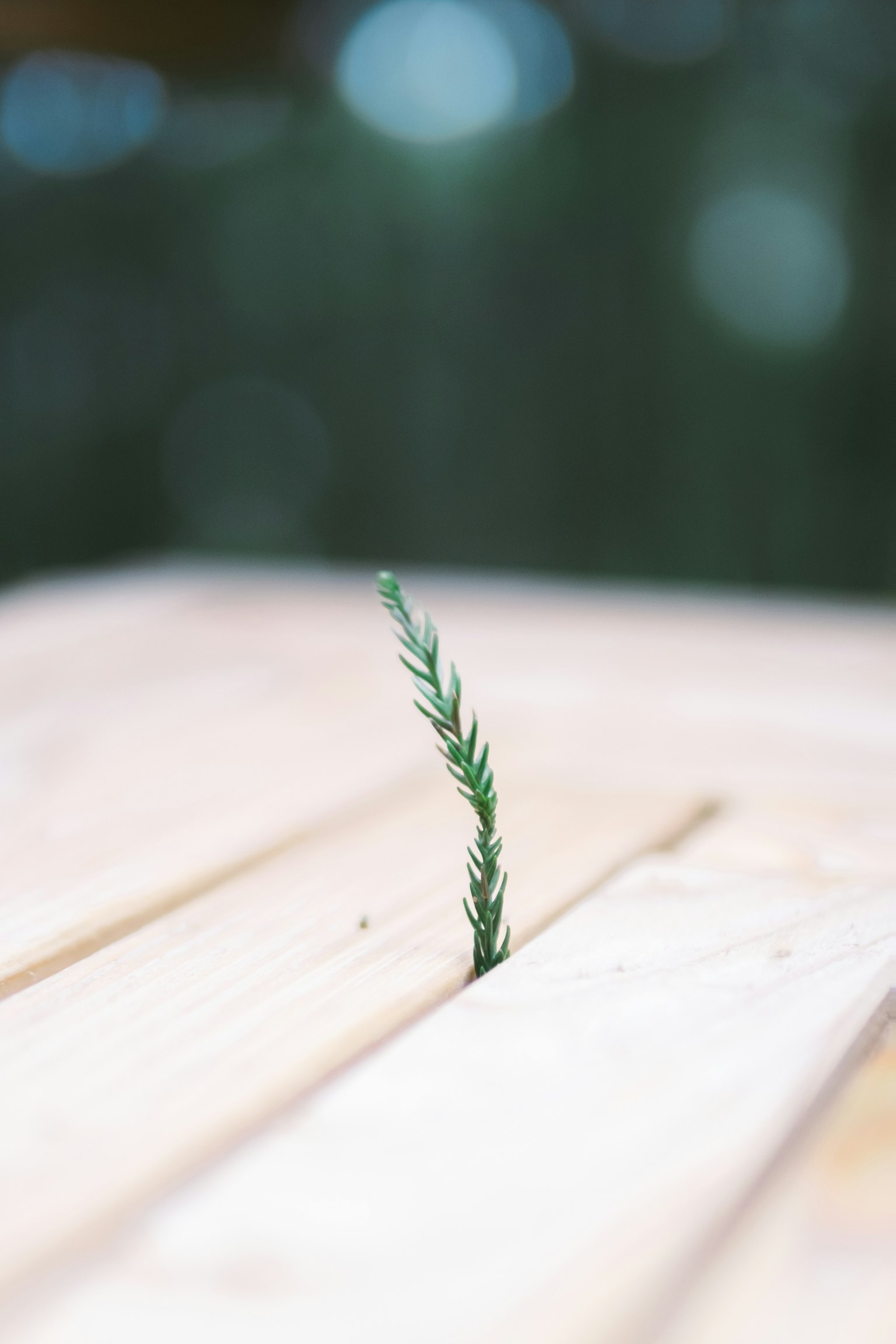 Germoglio verde che spunta da una fessura in tavole di legno