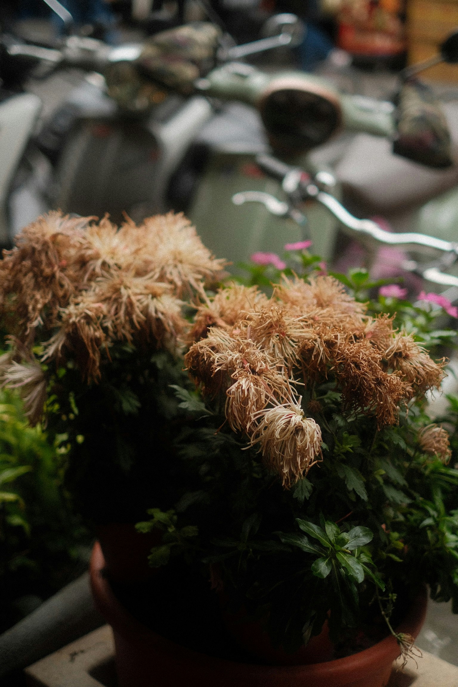 鉢植えの花と観葉植物の寄せ植え