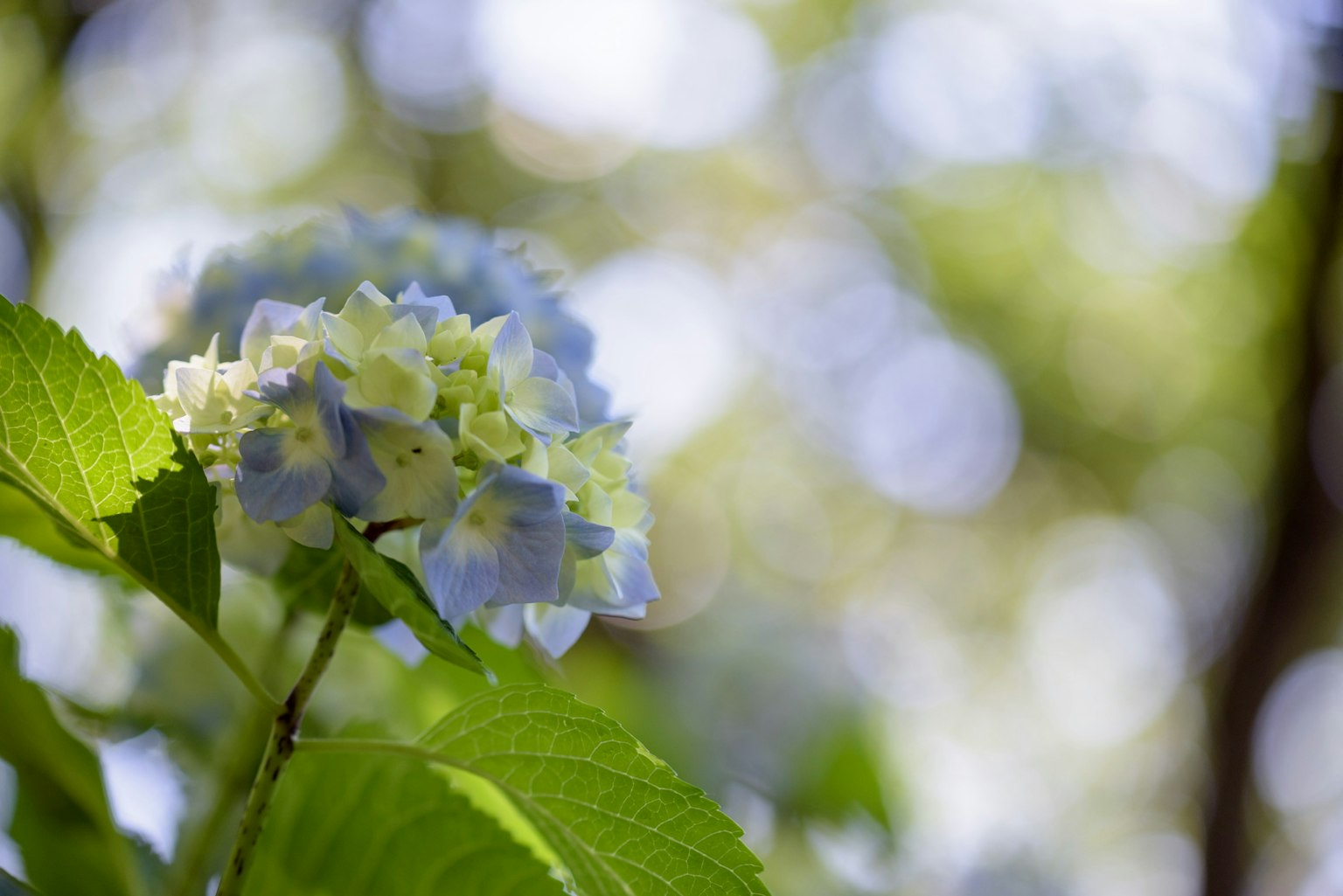 Fleur d'hortensia bleue avec des feuilles vertes floues en arrière-plan
