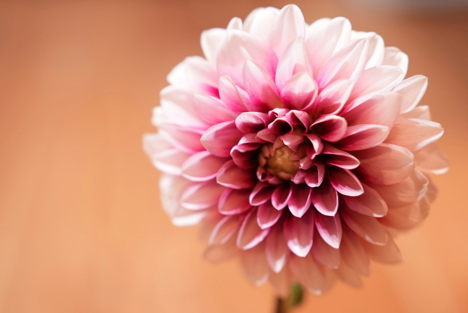 Primo piano di un fiore di dalia rosa chiaro