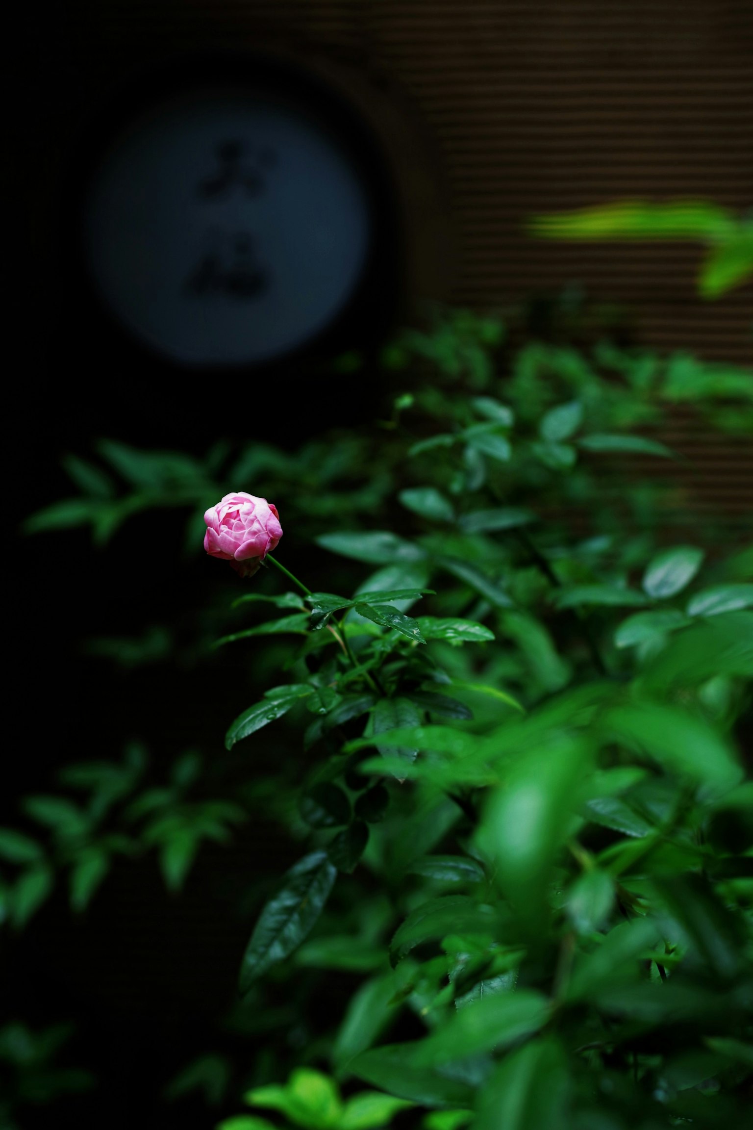 A delicate pink bud surrounded by green leaves with a background featuring characters