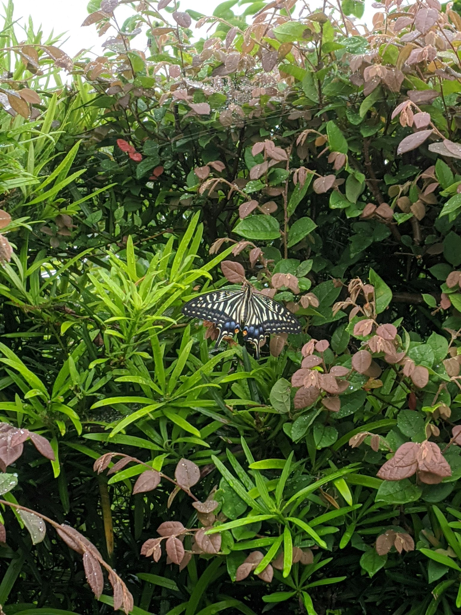 Ein schöner Schmetterling zwischen grünen und rosa Blättern