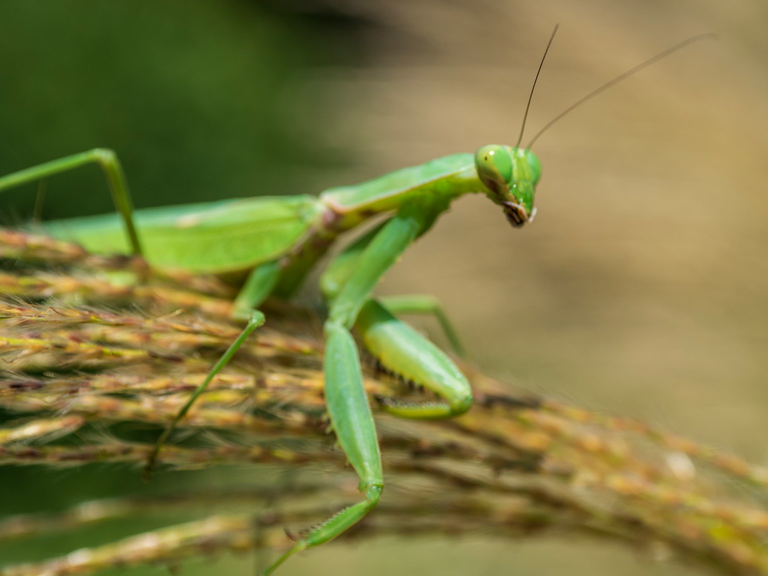 Una mantide verde appollaiata su un filo d'erba