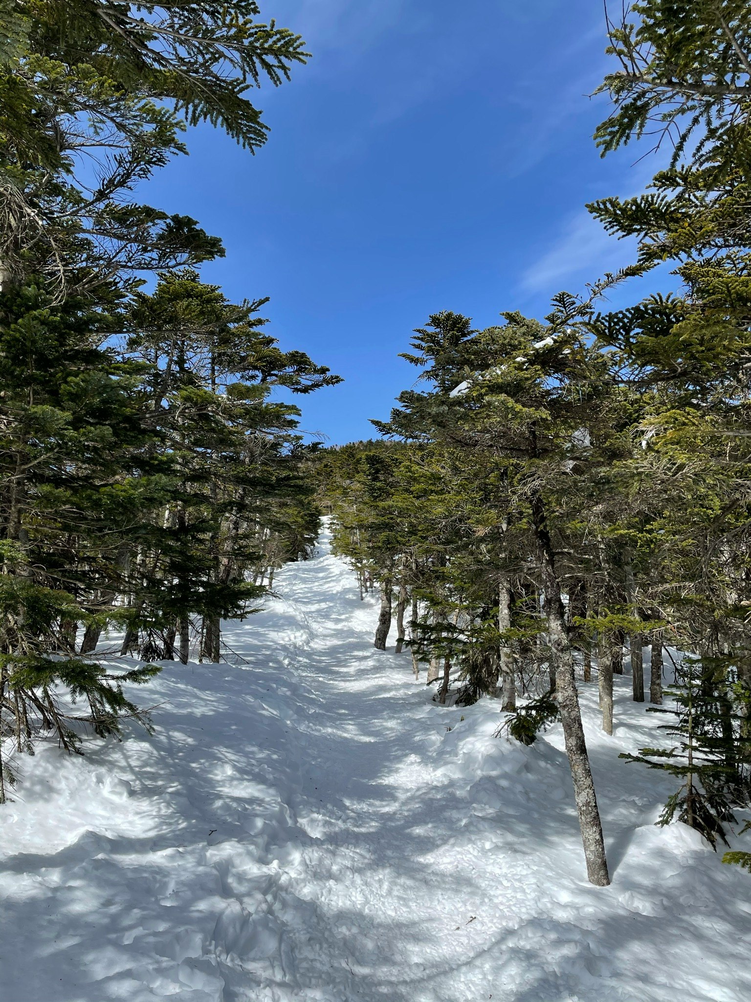 被樹木環繞的雪-covered小路在藍天下
