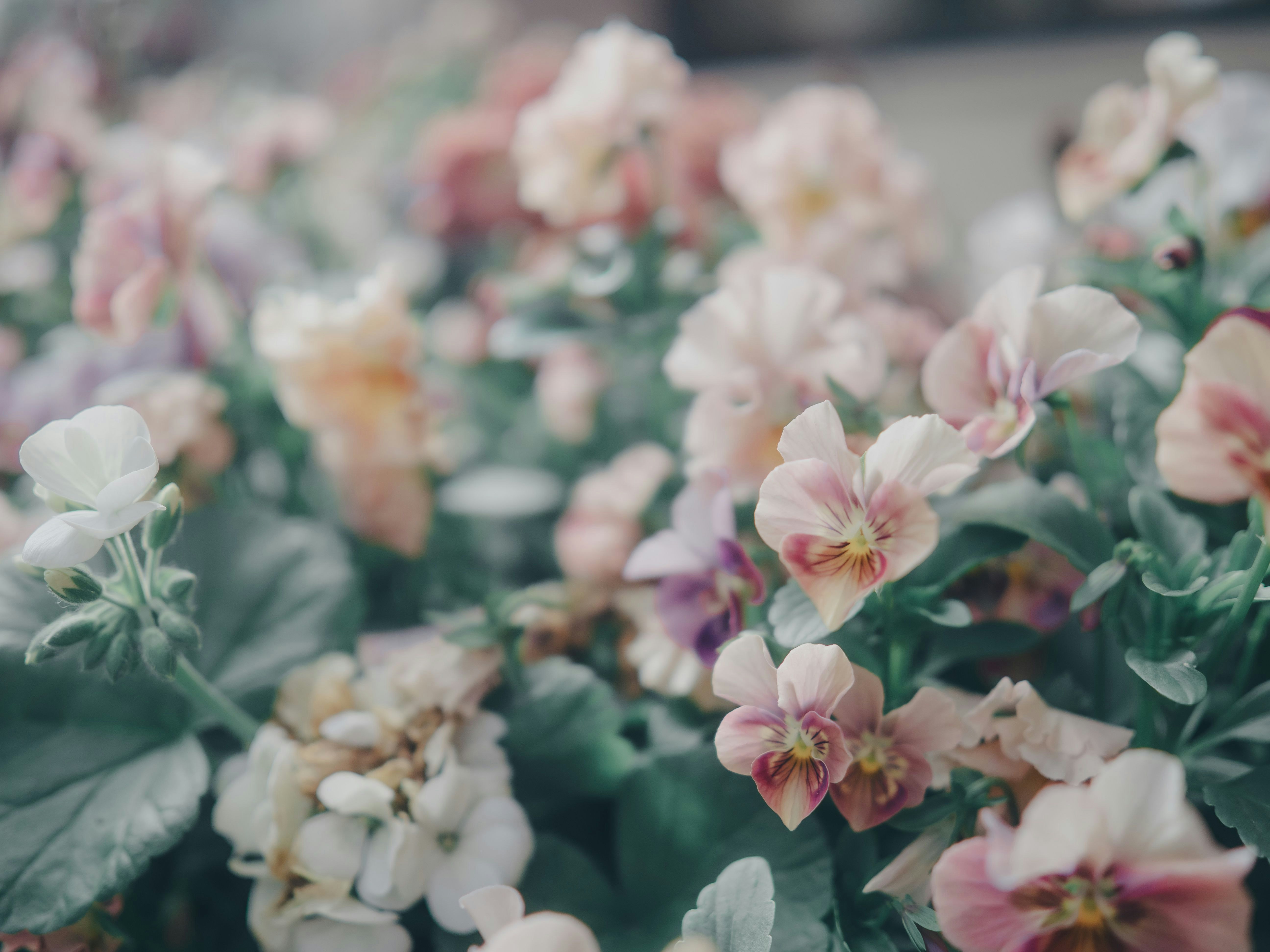 ピンクの花が咲く花畑の浅い被写界深度
