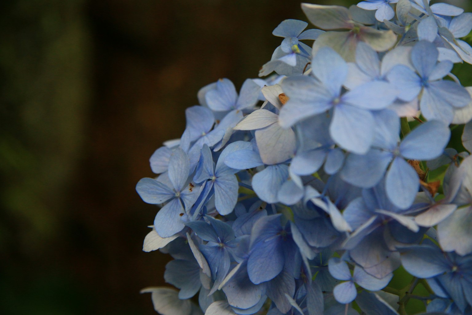 Close-up bunga hydrangea biru dengan kelopak lembut