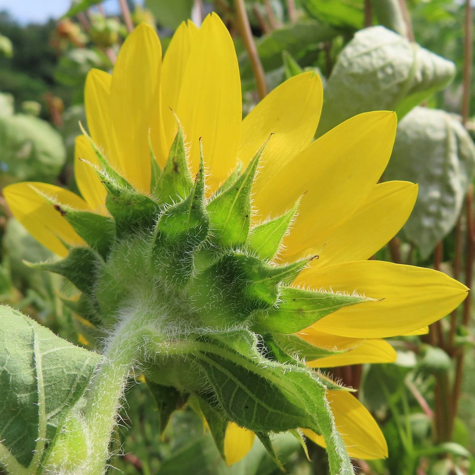 Back view of a sunflower with bright yellow petals and green leaves