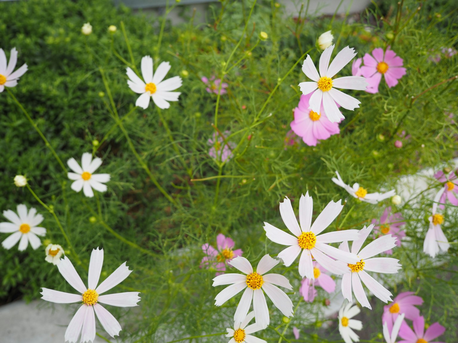 Eine Szene mit blühenden weißen und rosa Kosmosblumen