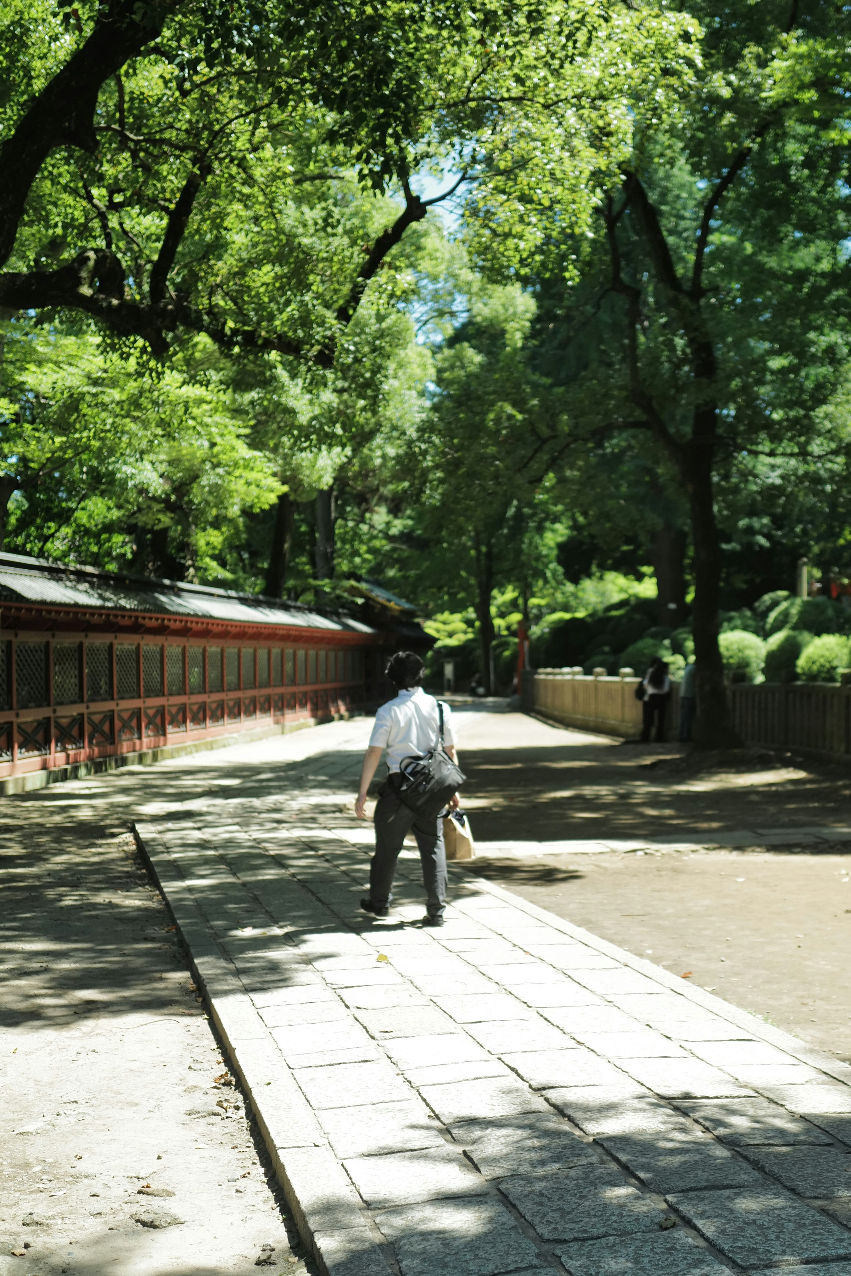 back view of a person walking along a tree-lined path