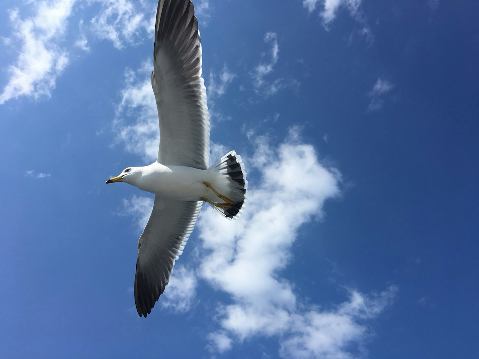 Eine Möwe fliegt vor einem blauen Himmel