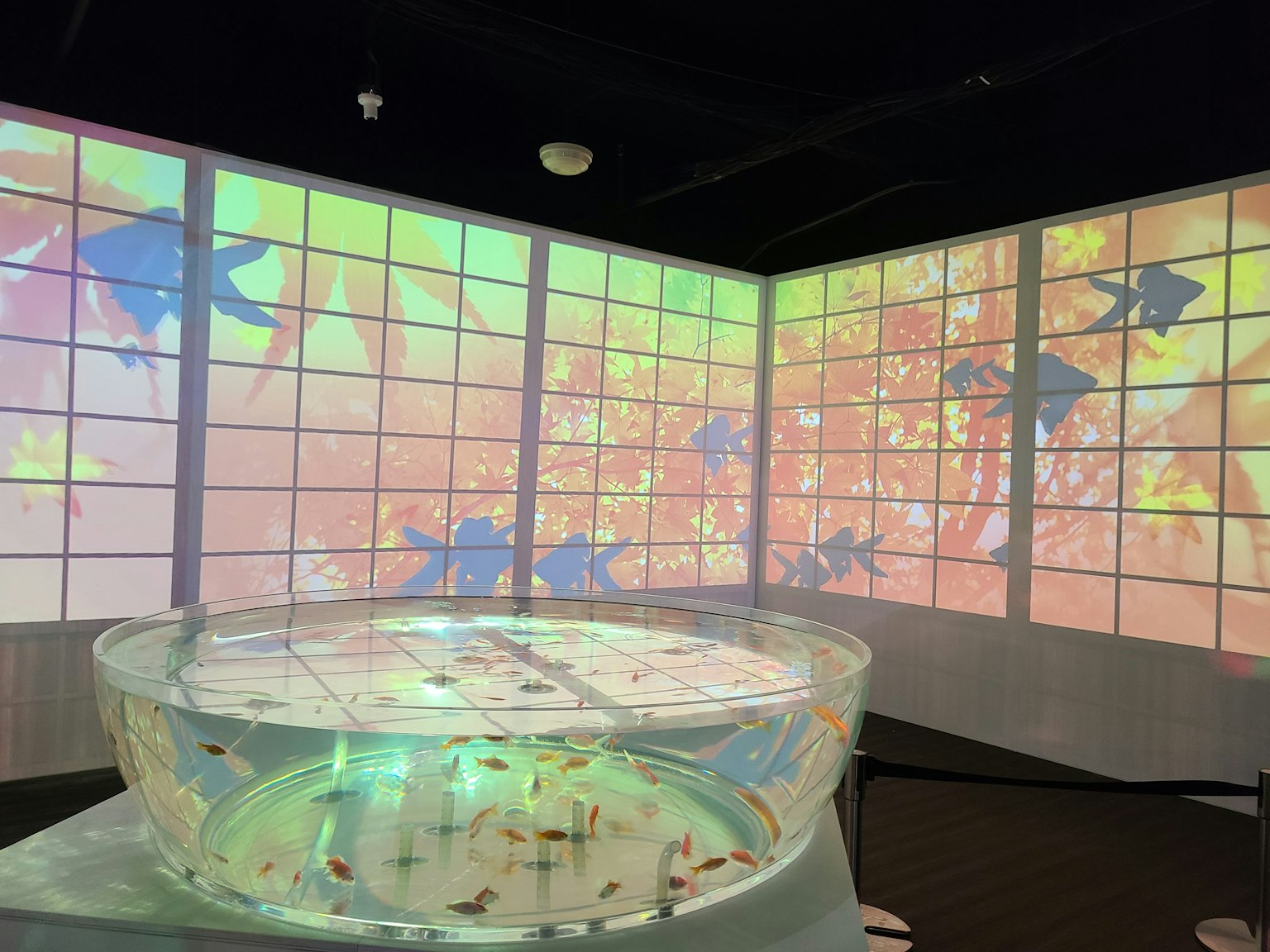 Eine Installation mit einem Aquarium und projizierten Visualisierungen mit bunten Hintergründen und Fischen