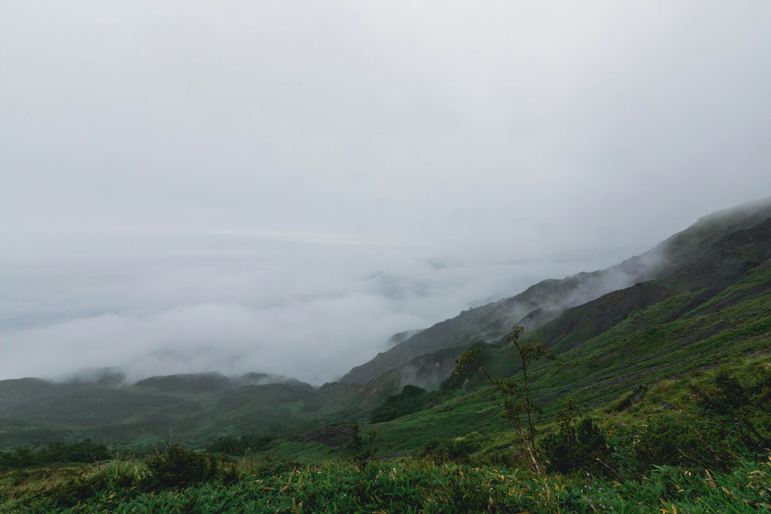 Cảnh núi sương mù với cỏ xanh
