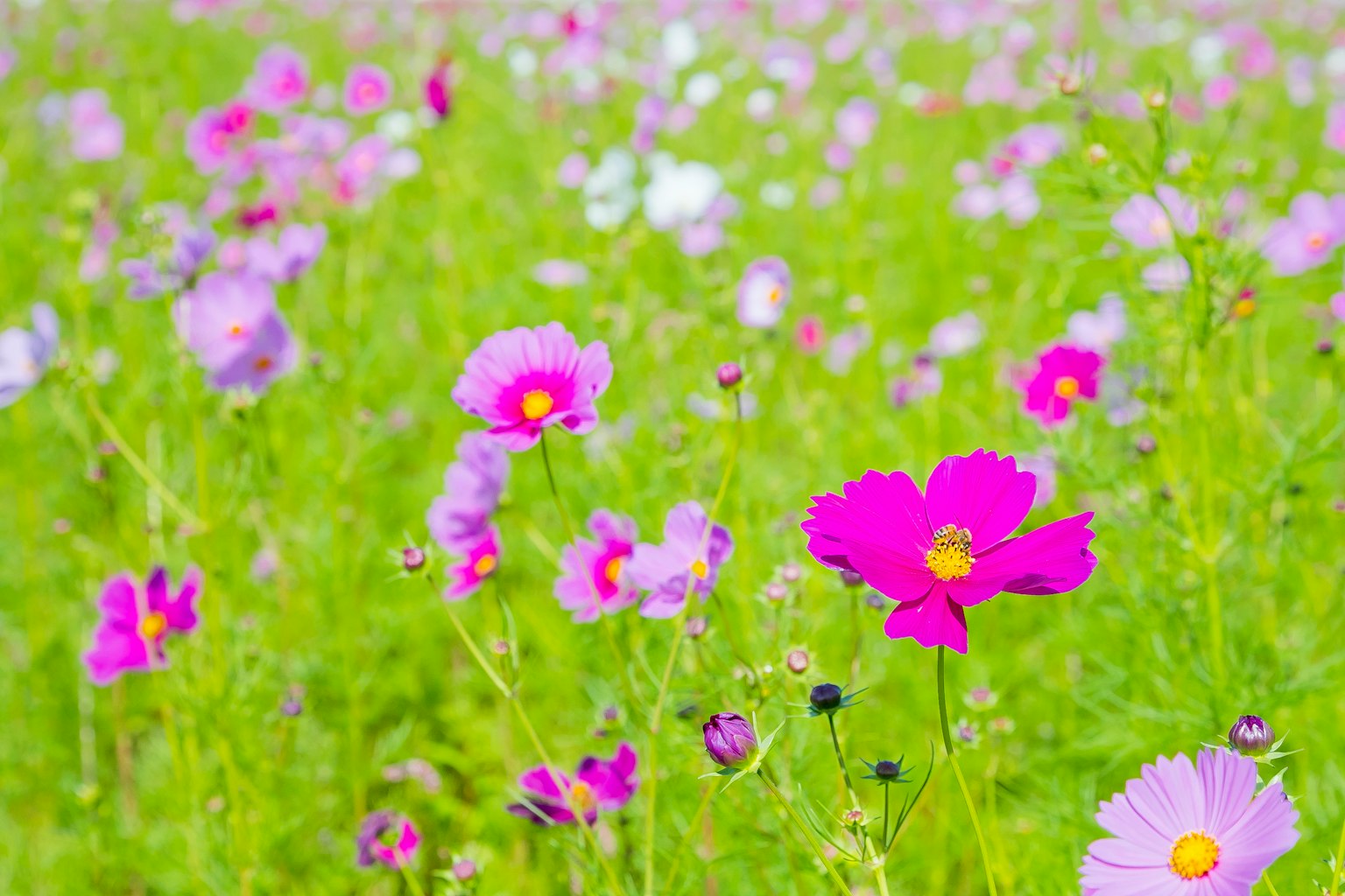 Un campo vibrante de flores de cosmos en varios tonos de rosa y púrpura