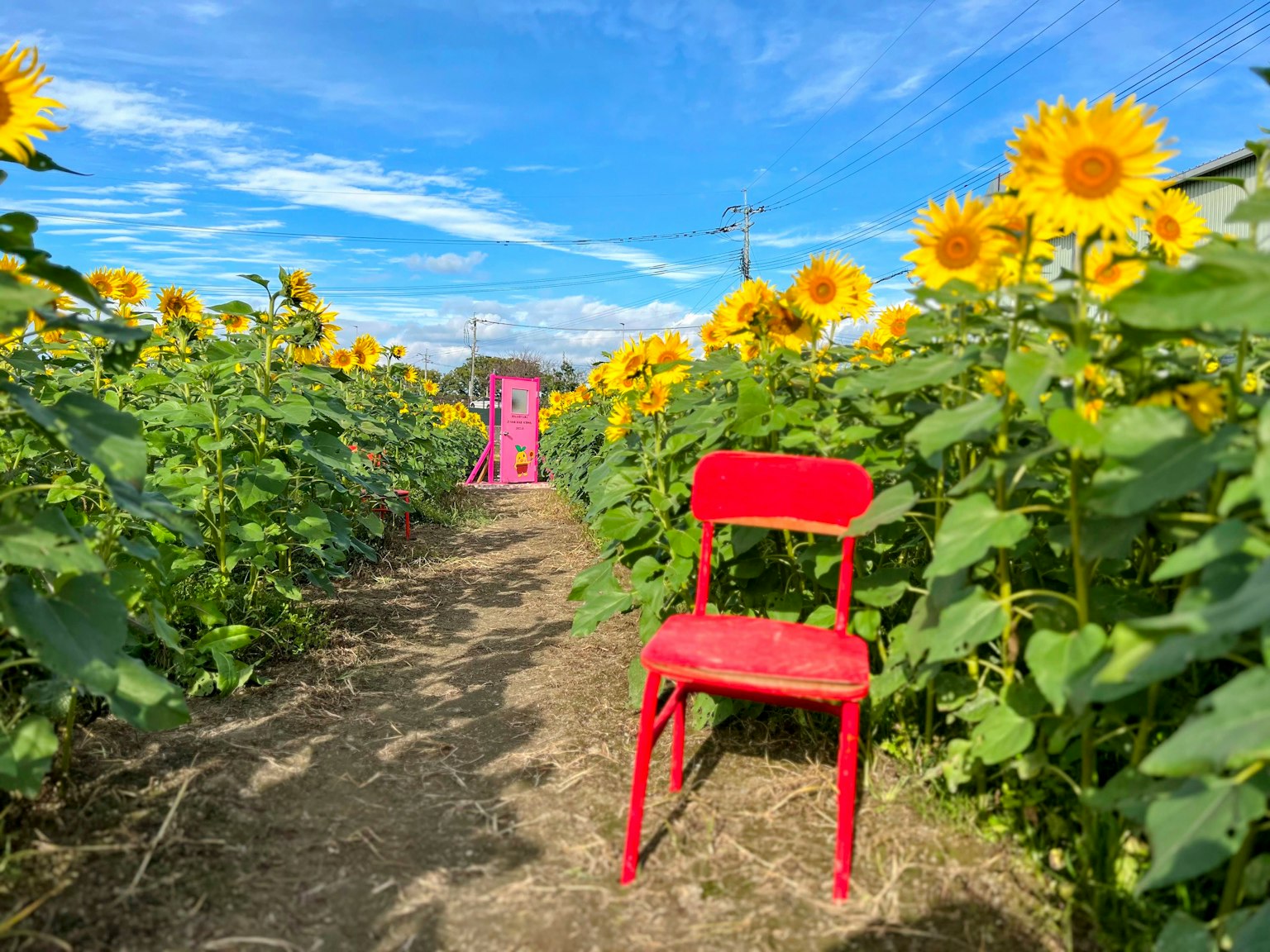 A red chair in a sunflower field under a blue sky
