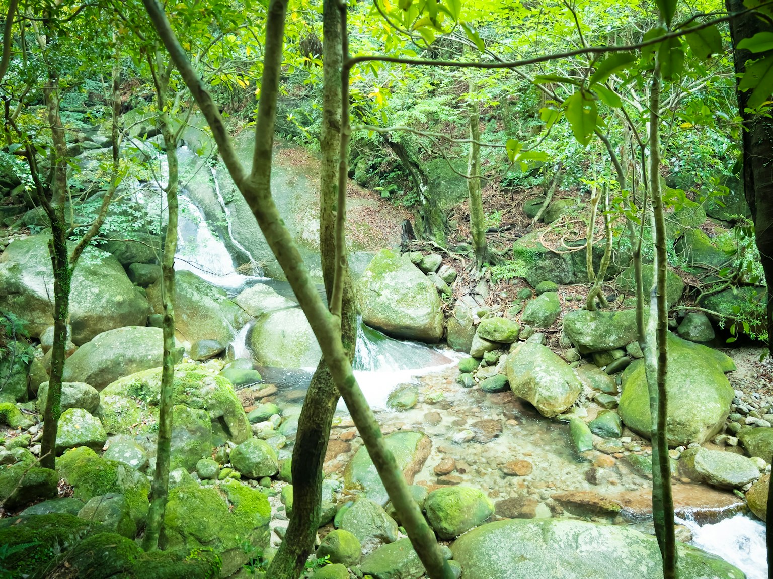 一條小瀑布在郁郁蔥蔥的森林和苔蘚覆蓋的岩石之間流淌