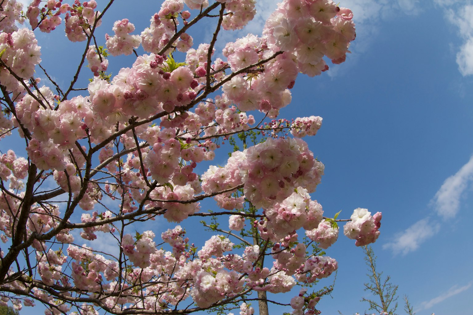 Cabang bunga sakura yang mekar di latar belakang langit biru