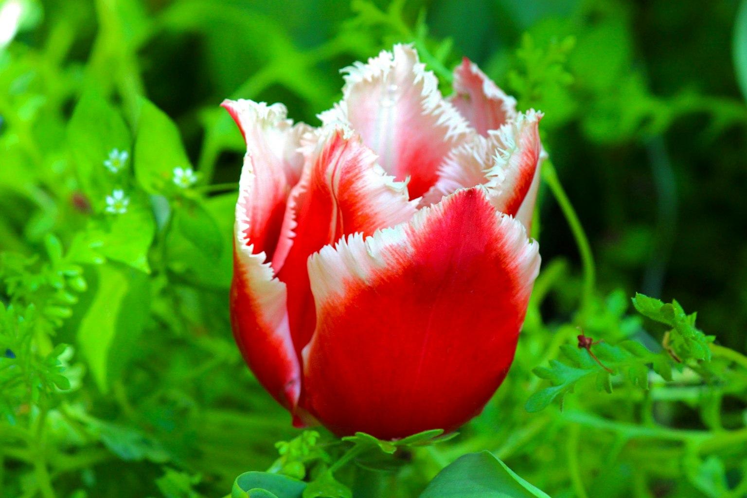 Tulipano rosso circondato da fogliame verde