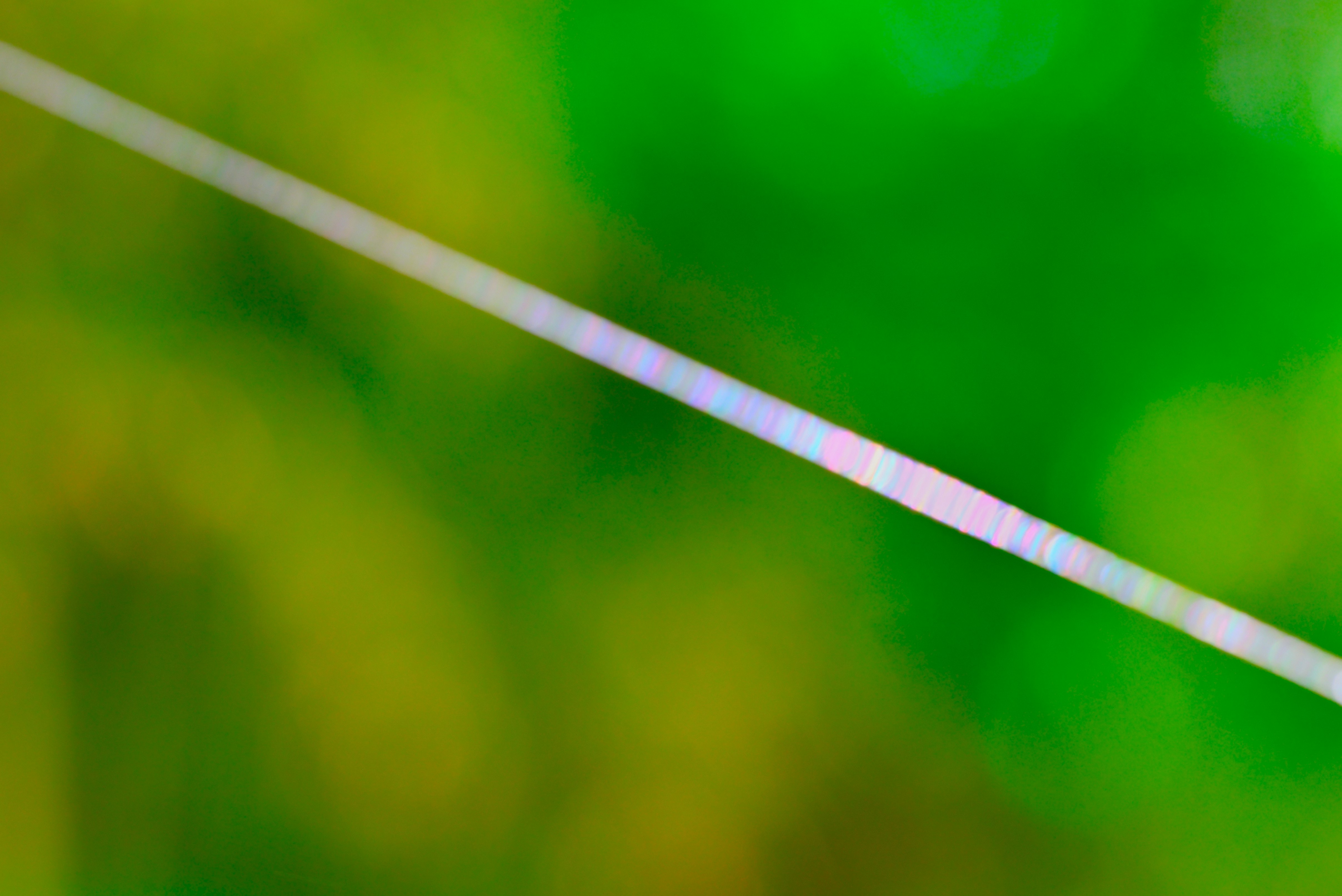 Hilo de araña irisado sobre un fondo de follaje verde desenfocado