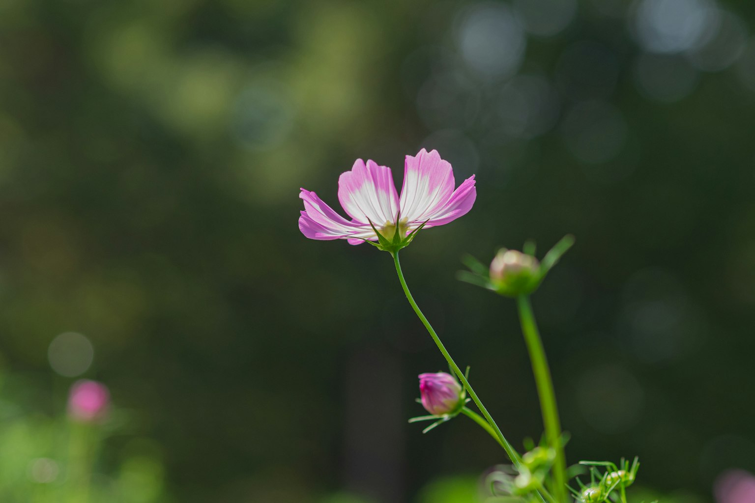 Una delicada flor rosa destaca sobre un fondo verde