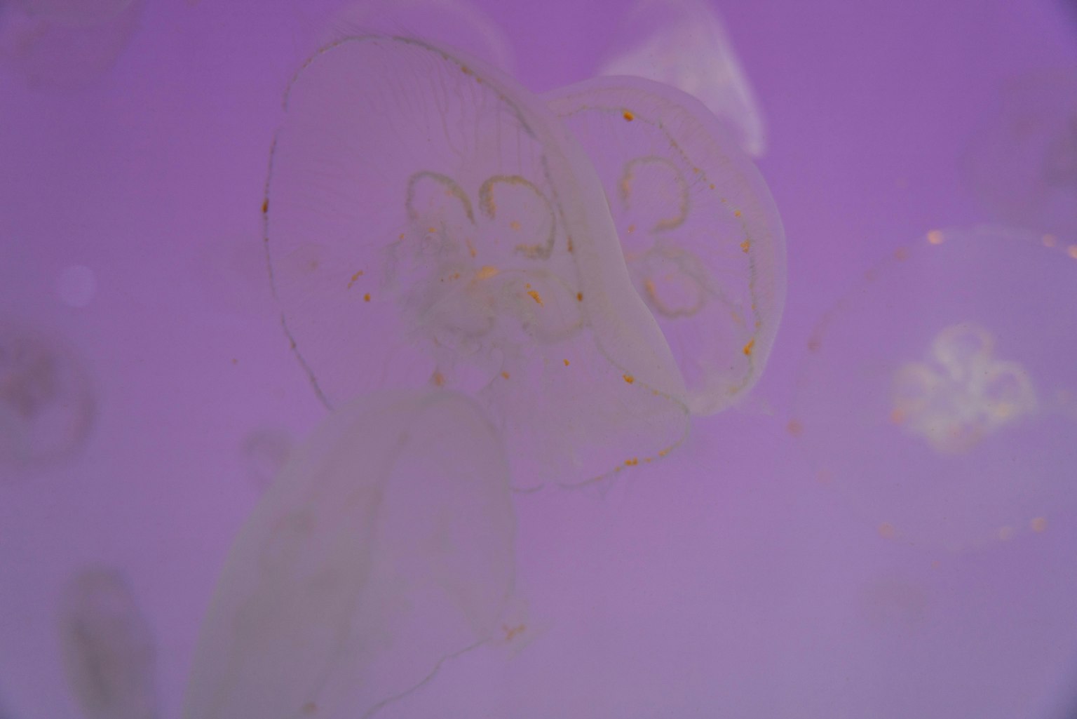 一種透明的水母在柔和的紫色背景上