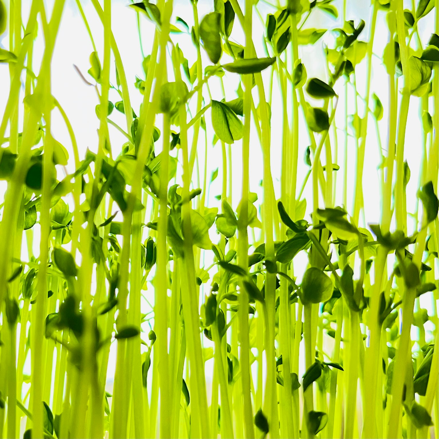 Close-up of vibrant green sprouts with delicate leaves