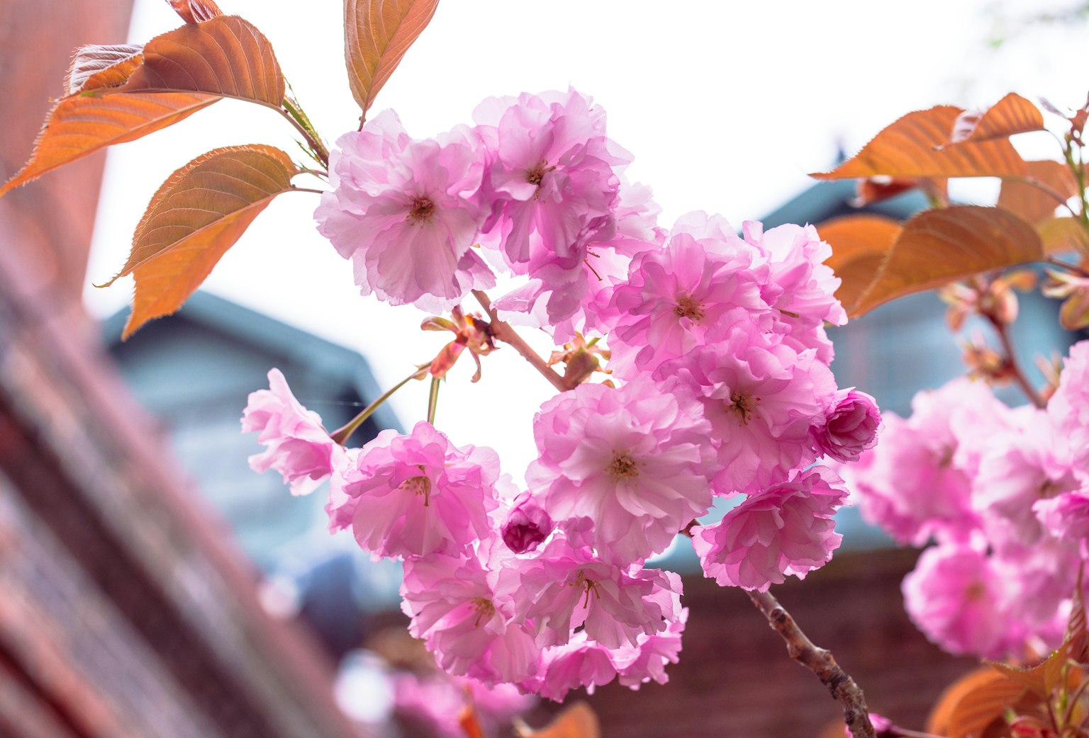 Cận cảnh hoa anh đào trên cành