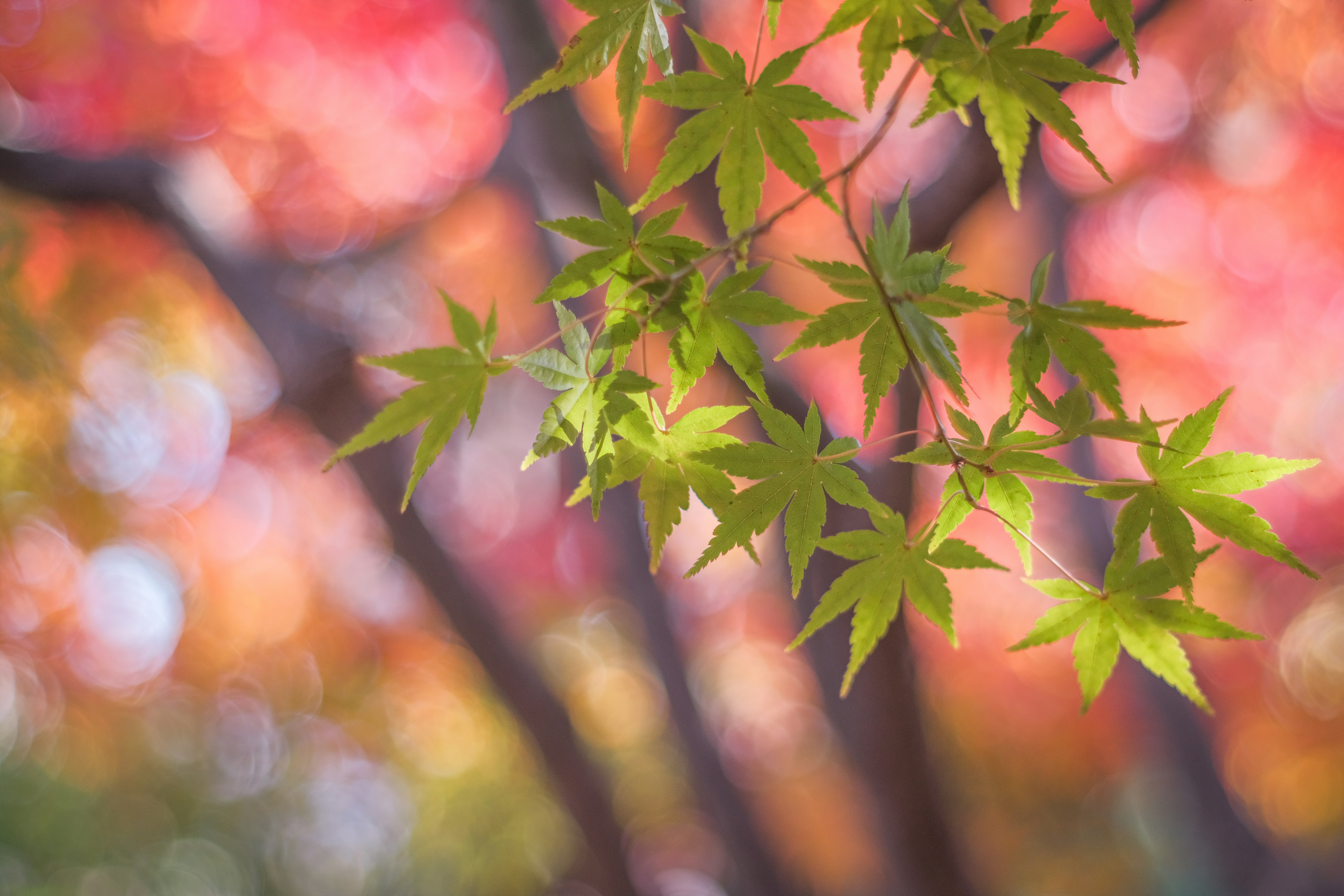 綠色楓葉在五彩模糊背景上