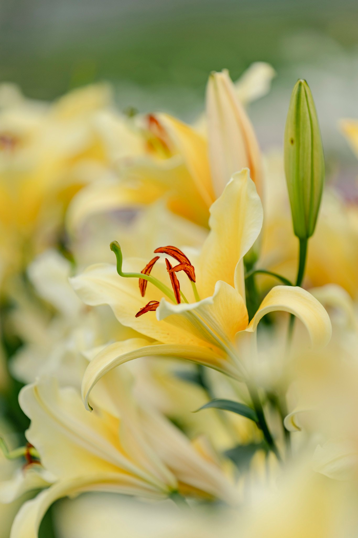 黄色いユリの花のクローズアップ