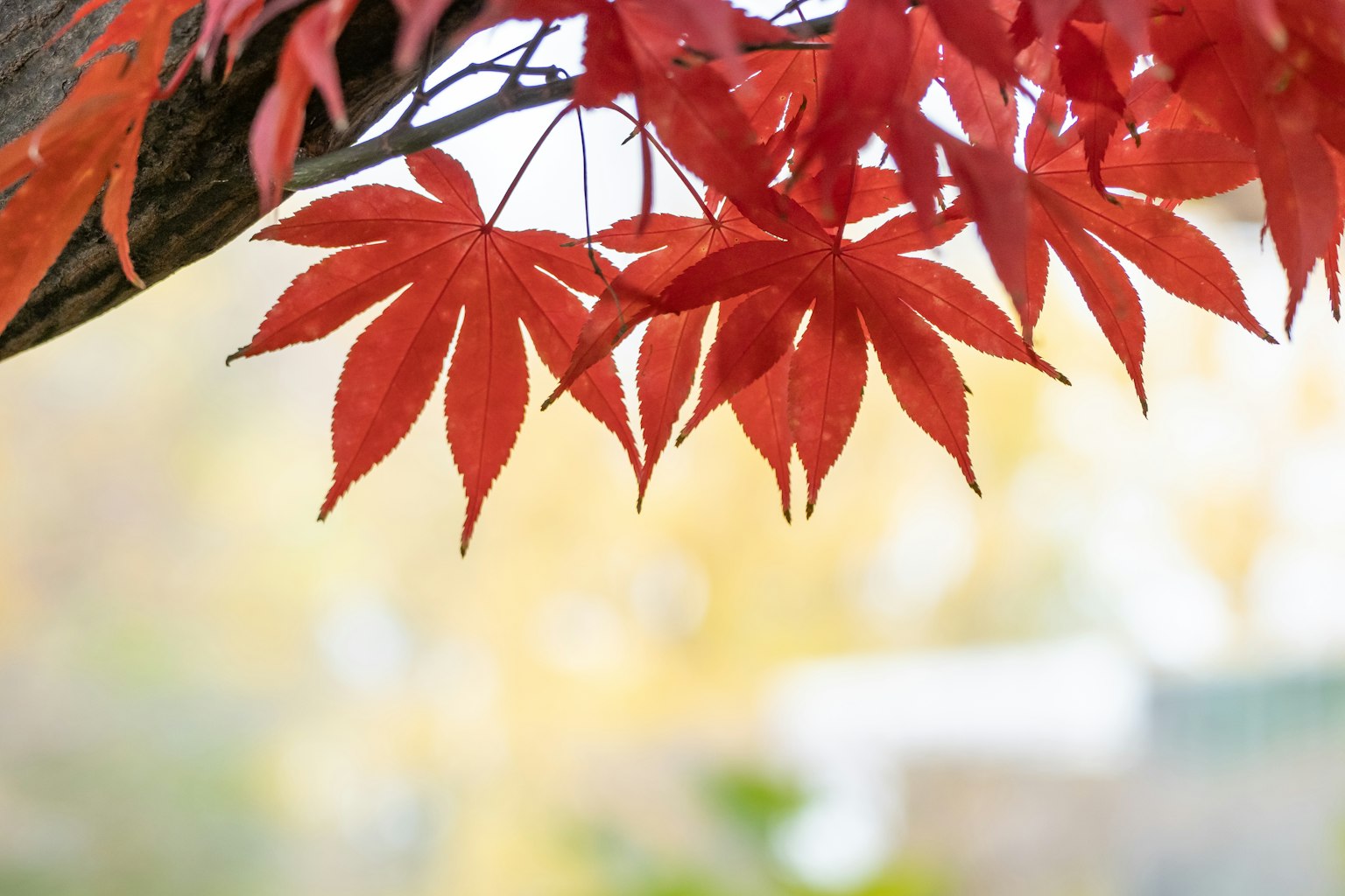 Foglie di acero rosse vivaci appese a un ramo