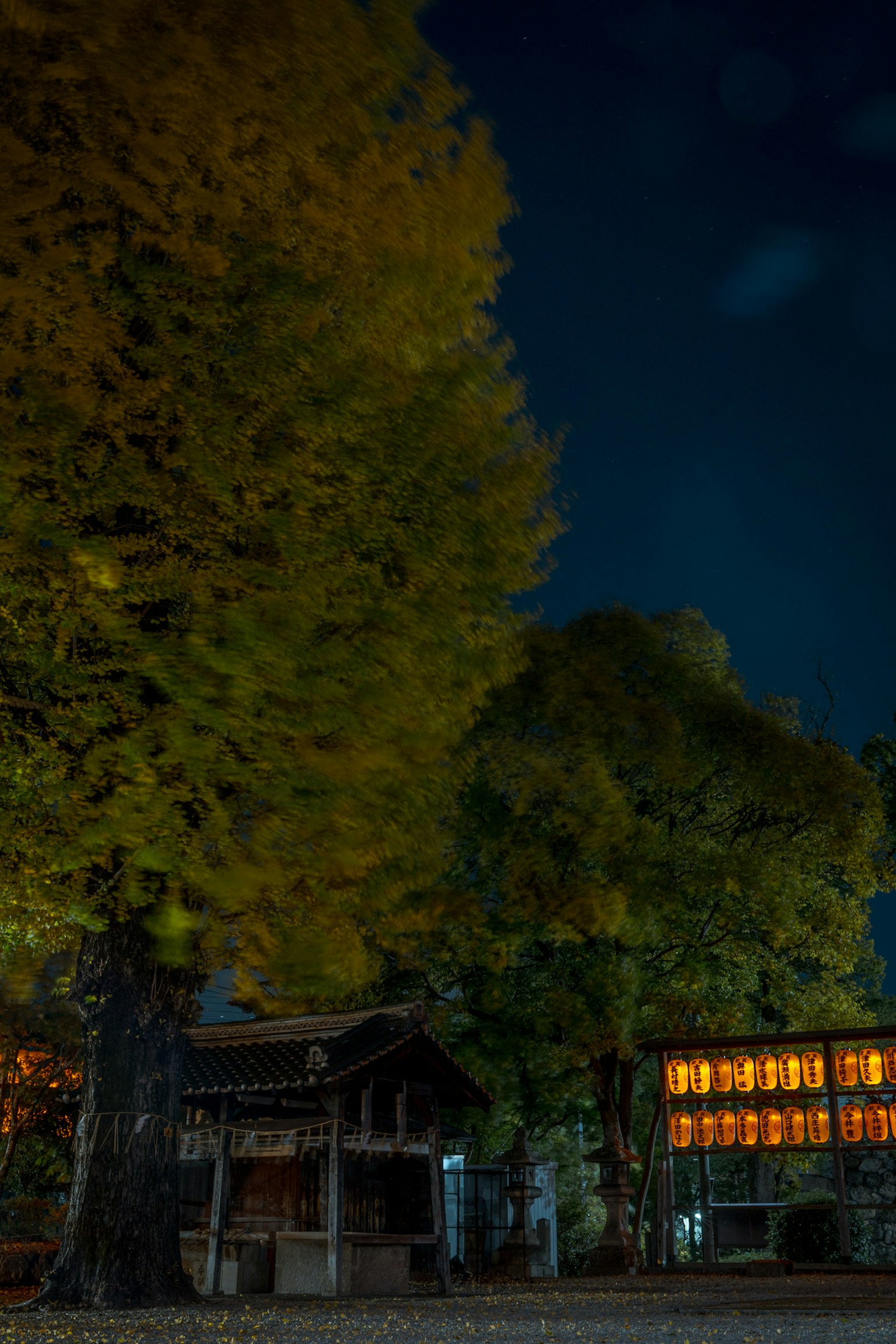 Silhouette of large trees and historic buildings illuminated at night
