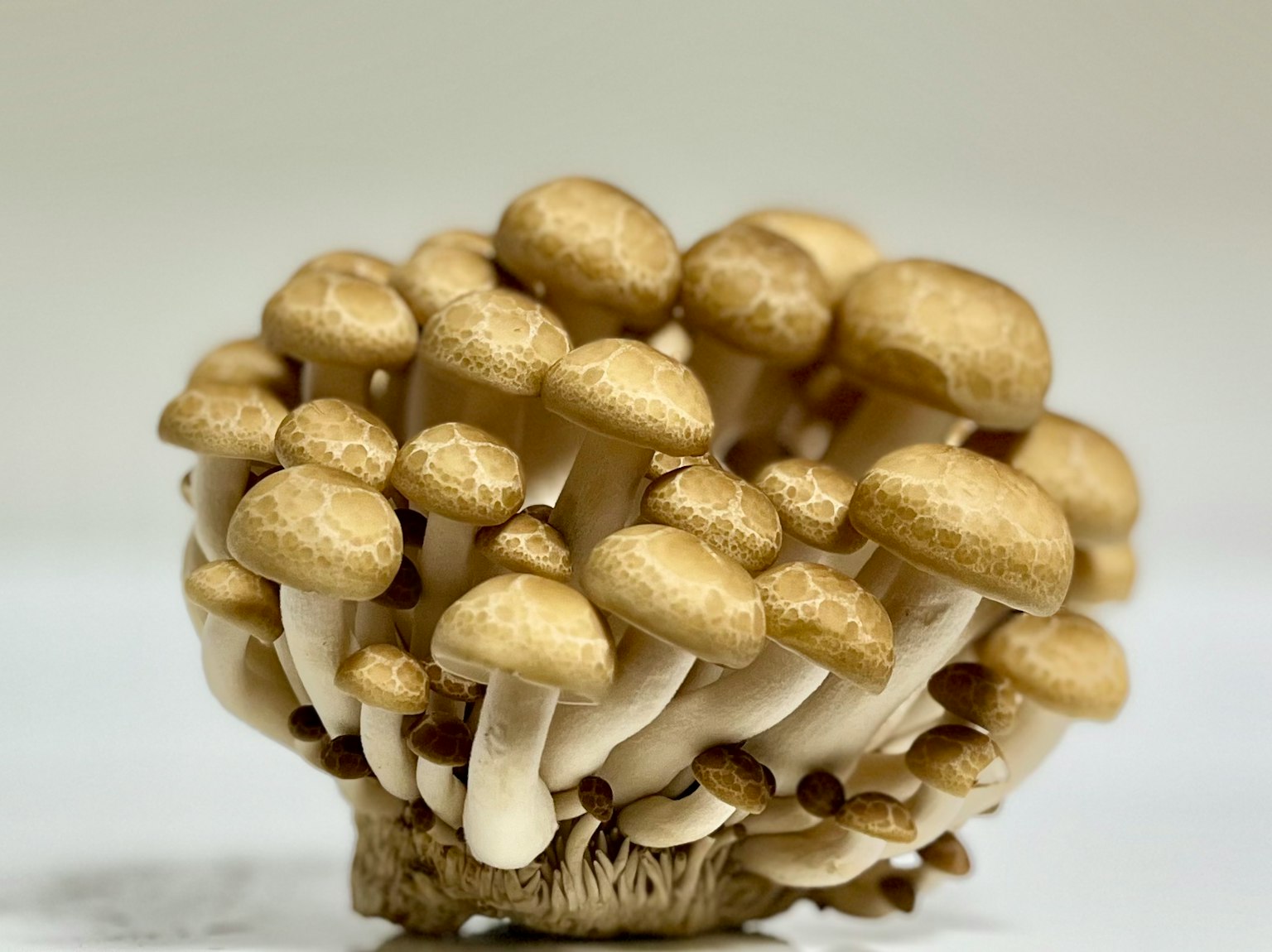 一群小金色蘑菇，帶有白色莖