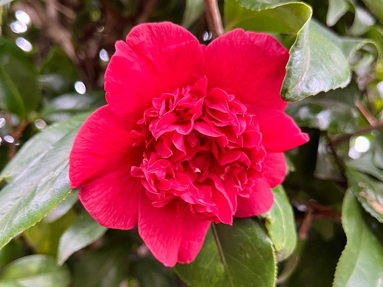 Primo piano di un fiore di camelia rosso vivo con foglie verdi