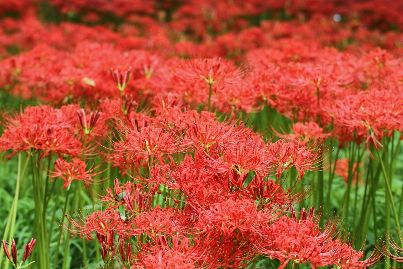 Eine wunderschöne Landschaft voller lebendiger roter Spinnenlilien